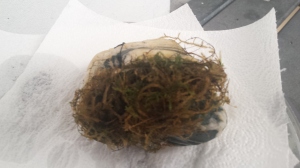Rock, with Java Moss attached. 