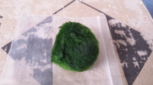 Marimo Moss Ball removed from the bag. So Fluffy! 