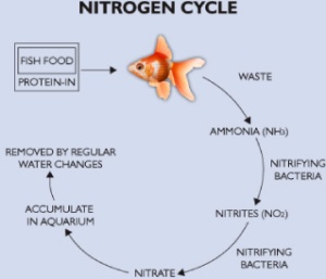 Petsmart's easy-to-follow diagram of the Nitrogen Cycle